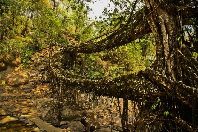 Living Root Bridges, Meghalya, India: localhi