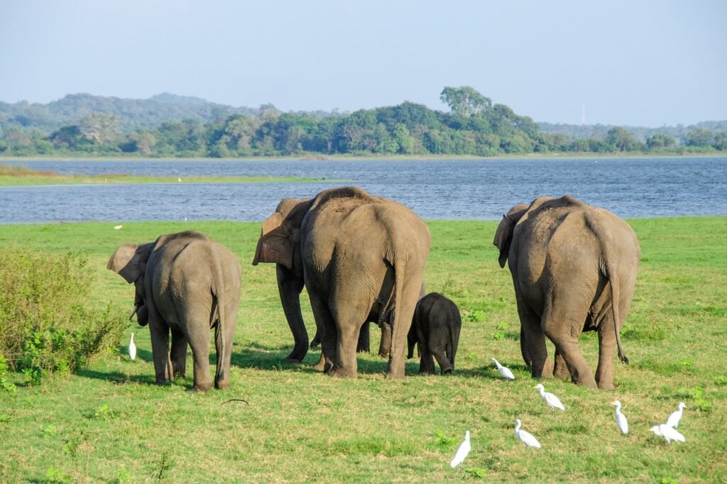 Wildlife safari, Elephant, Sri Lanka: localhi
