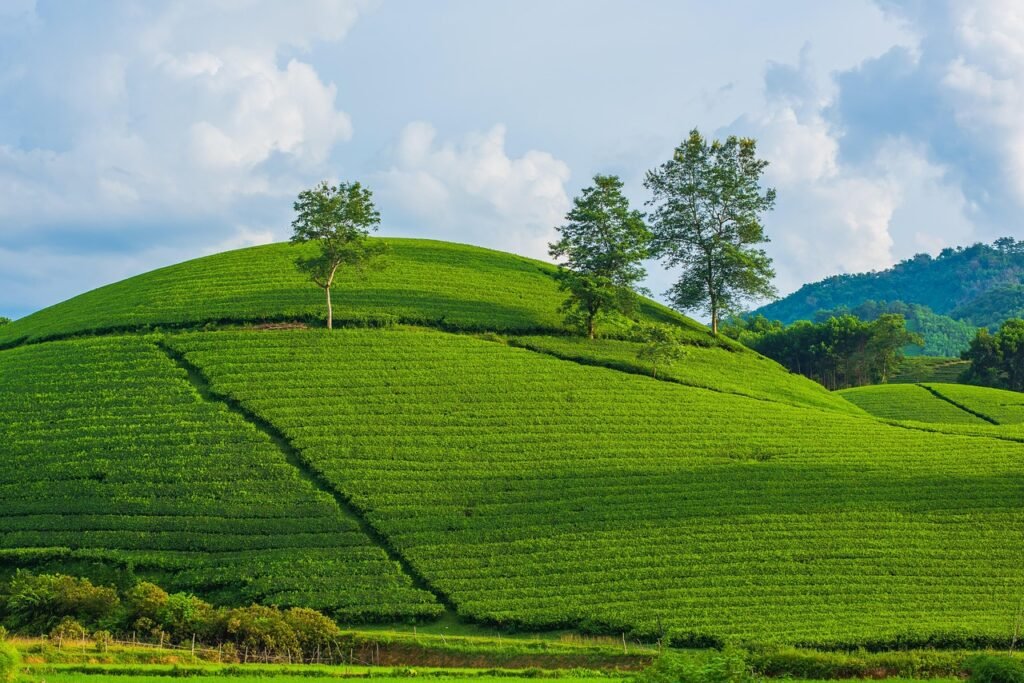 Coorg, Karnataka, India: localhi