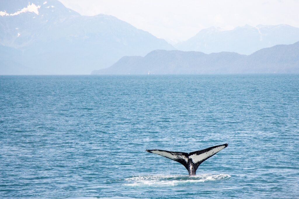 Whale Watching, Mirissa, Sri Lanka: localhi